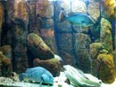 Kretas Aquarium